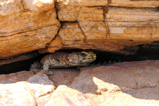Armadillo Girdled Lizard peeking from rocky crevice at sunset