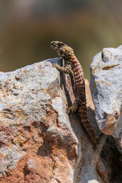 Armadillo Girdled Lizard basks on sun-drenched rocks in the Karoo