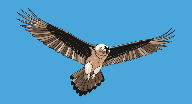 Bearded vulture with wings spread wide in flight against a blue sky