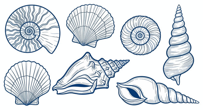 Collection of various seashells, ocean shell illustrations, marine life drawings