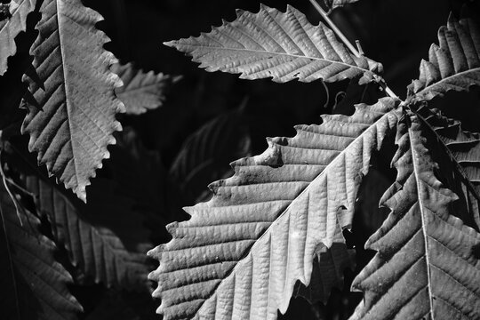 鮮やかな日差しを浴びるミズナラの葉と美しい葉脈 モノクローム  Quercus crispula leaves bathed in bright sunlight with beautiful veins Monochrome
