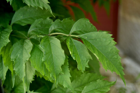 closeup of leaves of arbuste in a garden	
