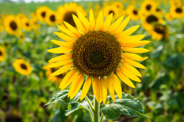 Obraz premium Beautiful sunflower on a sunny day