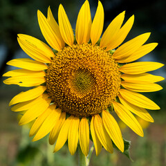 Obraz premium Beautiful sunflower on a sunny day