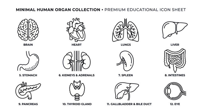 Minimal Human Organ Collection - Premium Educational Icon Sheet