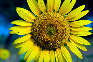 Naklejka premium Beautiful sunflower on a sunny day
