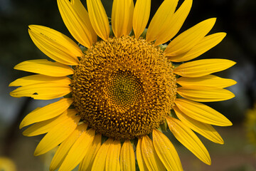 Naklejka premium Beautiful sunflower on a sunny day