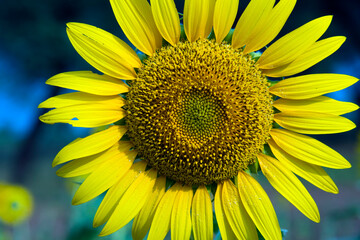 Obraz premium Beautiful sunflower on a sunny day