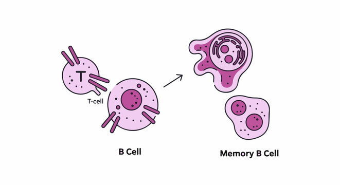 Simplified illustration of T-cell, B-cell, and Memory B cells