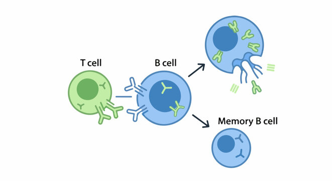 Immune cell interaction and activation showing T cell, B cell, and memory cell