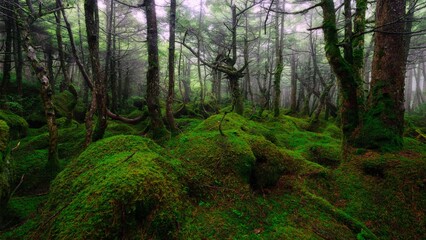Fototapeta premium Enchanted Green Woodland with Dense Moss Covered Ground and Twisted Tree Trunks