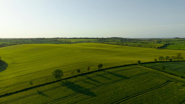 Sunlit wheat field stretches across rural hills during spring evening. Crop rows, hedgerow boundaries and scattered trees define cultivated farmland in clear weather. Wide countryside landscape
