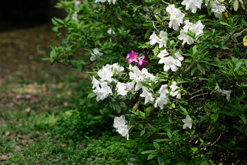 Fototapeta premium Beautiful white and pink azalea flowers blooming in a lush green garden during spring.