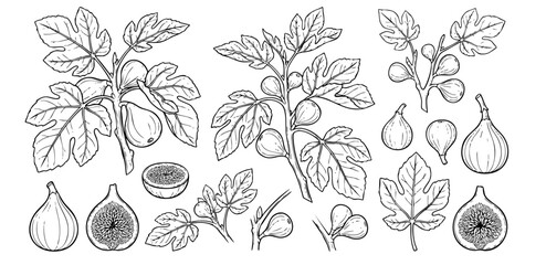 Botanical fig collection, line art drawings of fresh figs and leaves, Fig branch and fruit vector illustration set © Imran