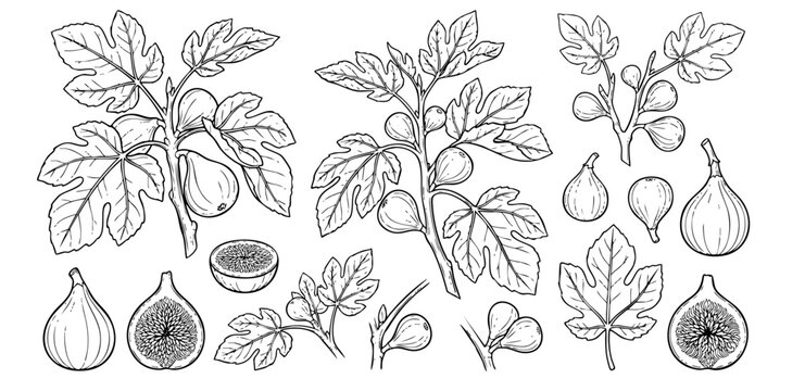 Botanical fig collection, line art drawings of fresh figs and leaves, Fig branch and fruit vector illustration set