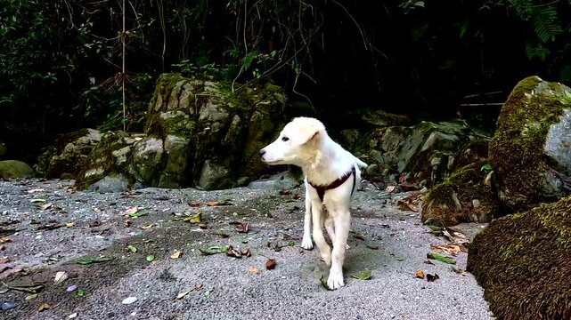 White dog standing on rocky riverbank in tropical forest landscape, near boulders, fresh water and shaded jungle vegetation outdoors, suitable for stock footage about travel, nature, lifestyle