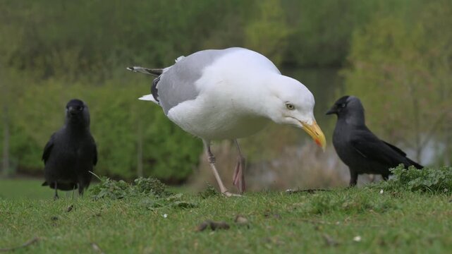 Herring Gull (Larus argentatus) surrounded by Jackdaws (Corvus monedula) looking for food on a lawn in a park. May, Kent, UK [Half speed]