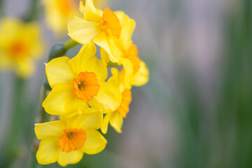Close up of bright yellow daffodils with orange centers in soft focus green background spring bloom © Sertan