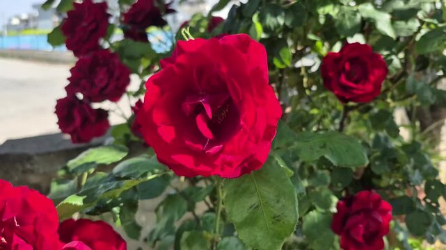 Close up of vibrant red roses blooming on a bush in a garden, beautiful blooming rose flower with green leaves swaying gently in the wind under bright daylight, romantic nature background.