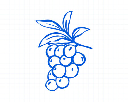 Blue line grape bunch doodle with leaves in Mediterranean vineyard style for summer wine labels, market stickers, harvest decor and botanical printables.