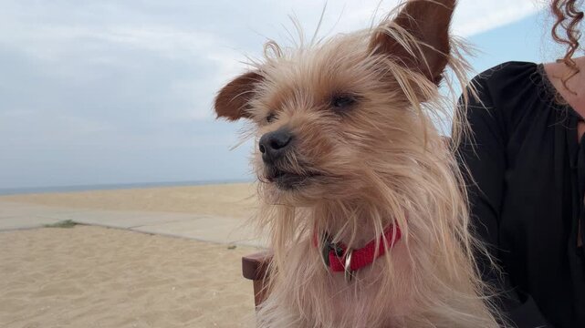 Perro peque&ntilde;o observando el mar en una playa mediterr&aacute;nea durante un d&iacute;a nublado &mdash; v&iacute;deo 4K Blackmagic Camera iPhone 17 Pro