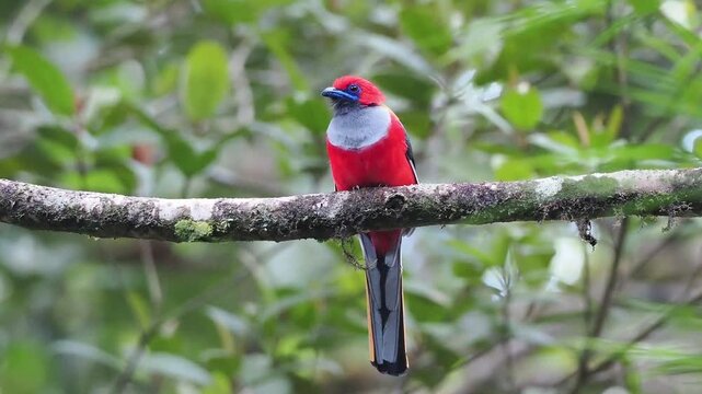 Whitehead's Trogon Perched Before Flying Away