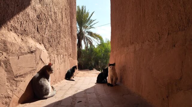 Three cats weave through a narrow sunlit alley in Ushaiqer Heritage Village, framed by mud-brick Najdi architecture and warm textures of traditional Saudi dwellings of Saudi Arabia