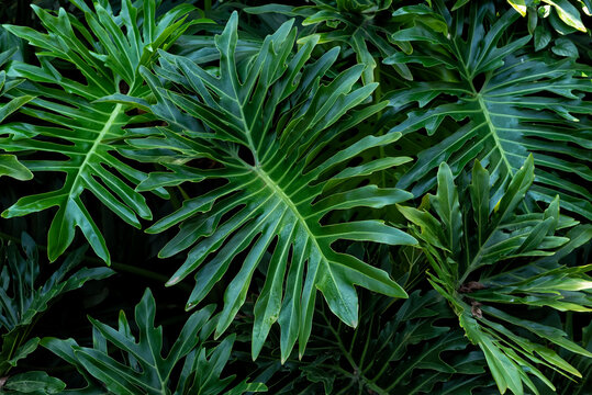 Giant Split Leaf Philodendron, Thaumatophyllum bipinnatifidum