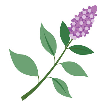 buddleja weyeriana flower branch isolated on white