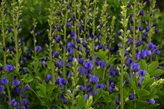 Blaue F&auml;rberh&uuml;lse