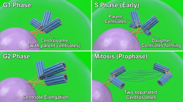 Microscopic view of centriole duplication stages in cell cycle with vibrant colors