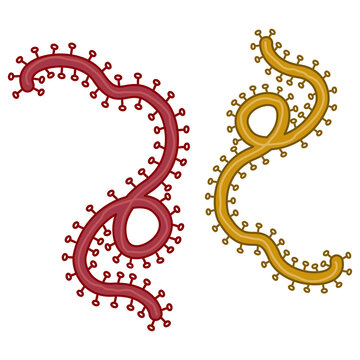 Vector illustration of the Ebola virus icon. vector illustration of medical microorganisms.