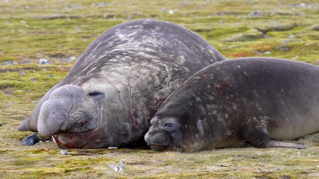 Male Elephant Seal Biting Female During Mating Attempt On South Georgia Beach. Wildlife Video Footage Showing Breeding Behavior After Pair Rested Calmly Together. 