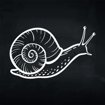 Black and white illustration of a snail with a spiraled shell and extended tentacles, set against a dark background for contrast and visual clarity