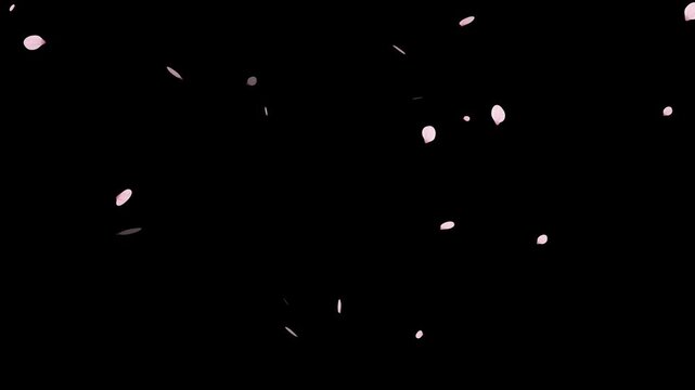 Pink cherry blossom petals falling gracefully on transparent background.
Fall start to end and loop Animation.Easy to use and change color. This work has alpha.Spring animation(4K).