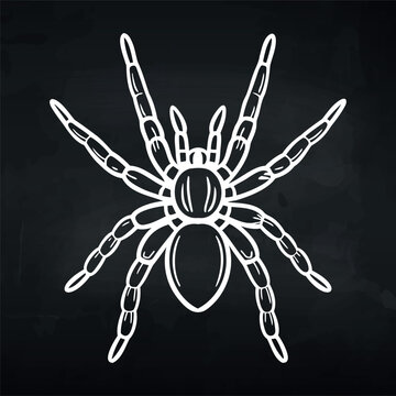 Black and white illustration of a spider with detailed anatomy, featuring long legs and segmented body, set against a dark background for contrast
