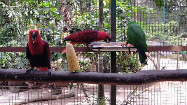 two parrots on a branch