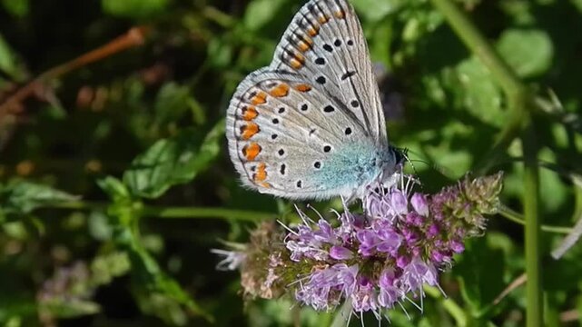 Violet flowers of mentha herb and butterfly Common Blue, Polyommatus icarus on sunny summer weather - close-up. Topics: beauty of nature, macro, plant, insect, season, fauna, flora, garden, field