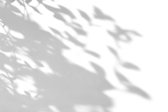 shadow overlay effects of abstract natural tree leaves shadow on wall background,Summer sunlight and shadow overlay effect,branches of a tree shadow,autumn leaves shadow,plants shadow