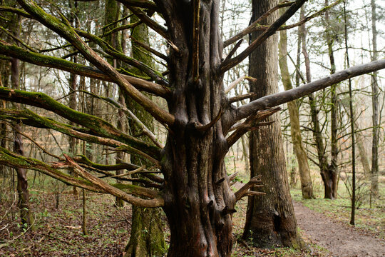 Cedar tree along the Mountains To Sea Trail in Hillsborough, North Carolina