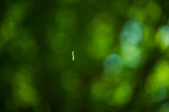 A caterpillar hanging from an invisible thread against a green background