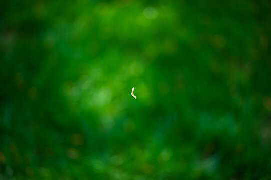 A caterpillar hanging from an invisible thread against a green background