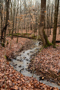 A winding creek in a forest in autumn