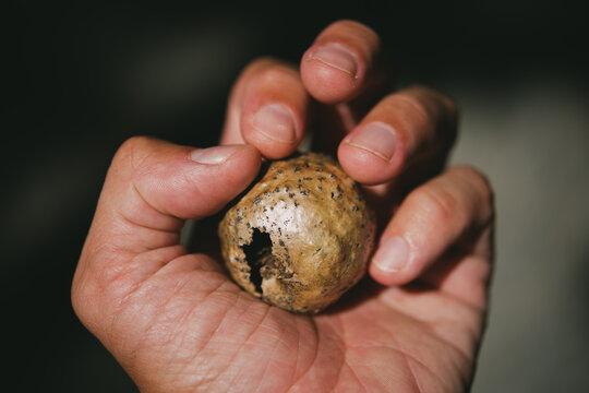 Closeup of a hand holding a brown puffball