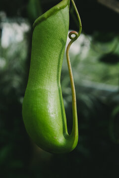 Closeup of a green pitcher plant.