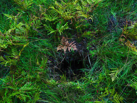 Longleaf pine stump hole in the Green Swamp Preserve, North Carolina