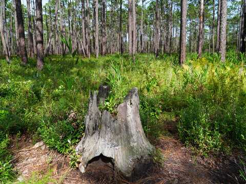 A longleaf pine stump in the Green Swamp Preserve, North Carolina