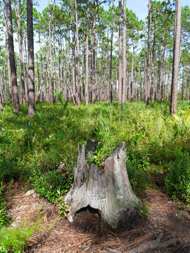 A longleaf pine stump in the Green Swamp Preserve, North Carolina