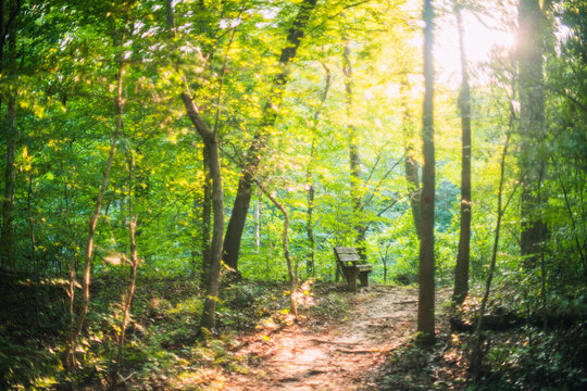 Shallow focus shot of a bench along a trail in Medoc Mountain State Park, North Carolina