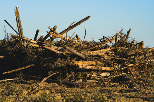 A stack of destroyed trees against a blue sky in an open field in Florida